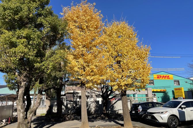 校内のイチョウの木が綺麗に紅葉しています