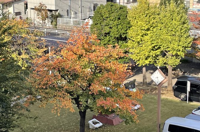 校内の樹木が紅葉し始めました