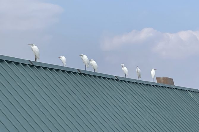 体育館の屋根にシラサギ