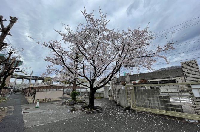 桜満開