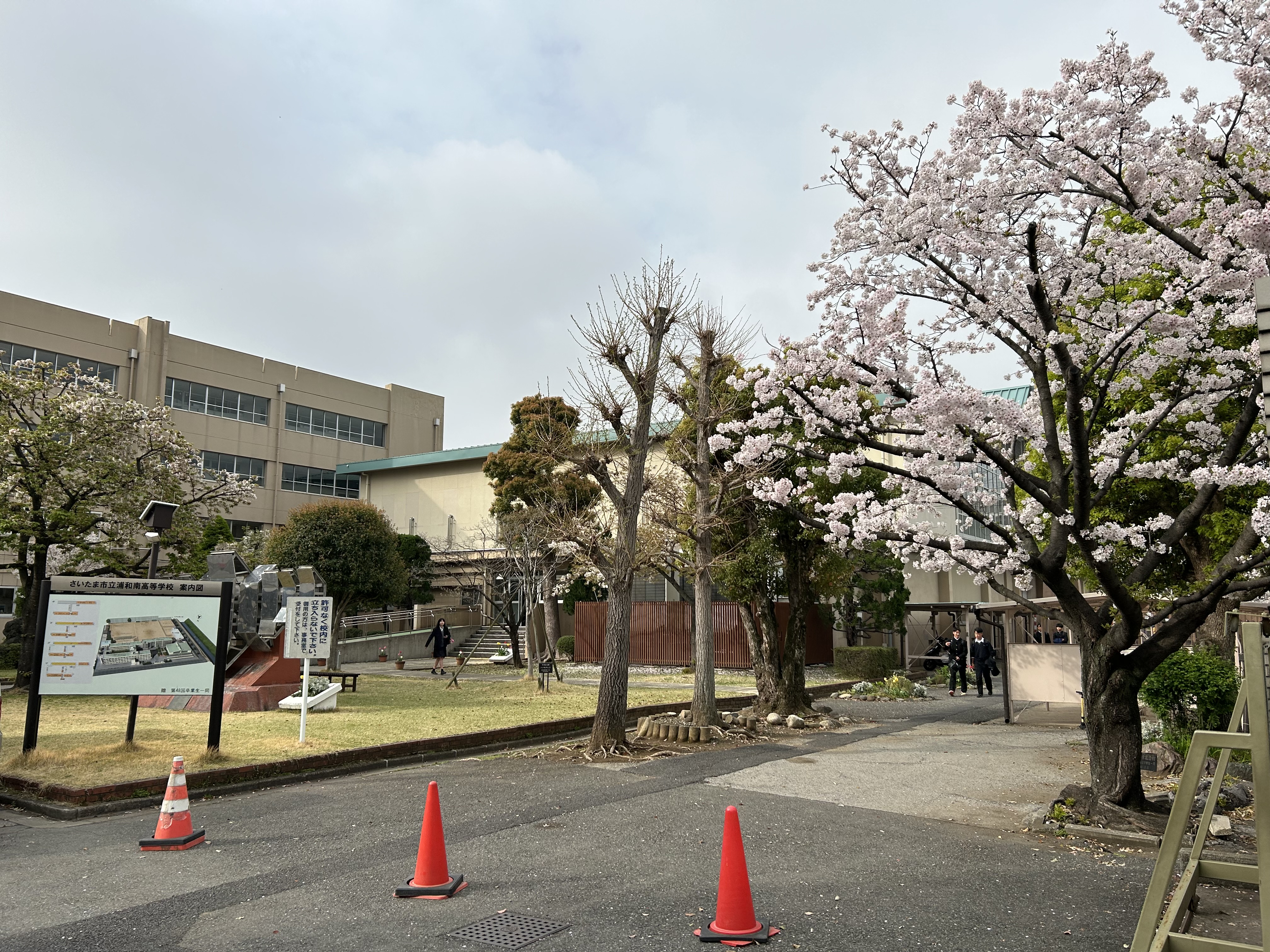 桜が満開です