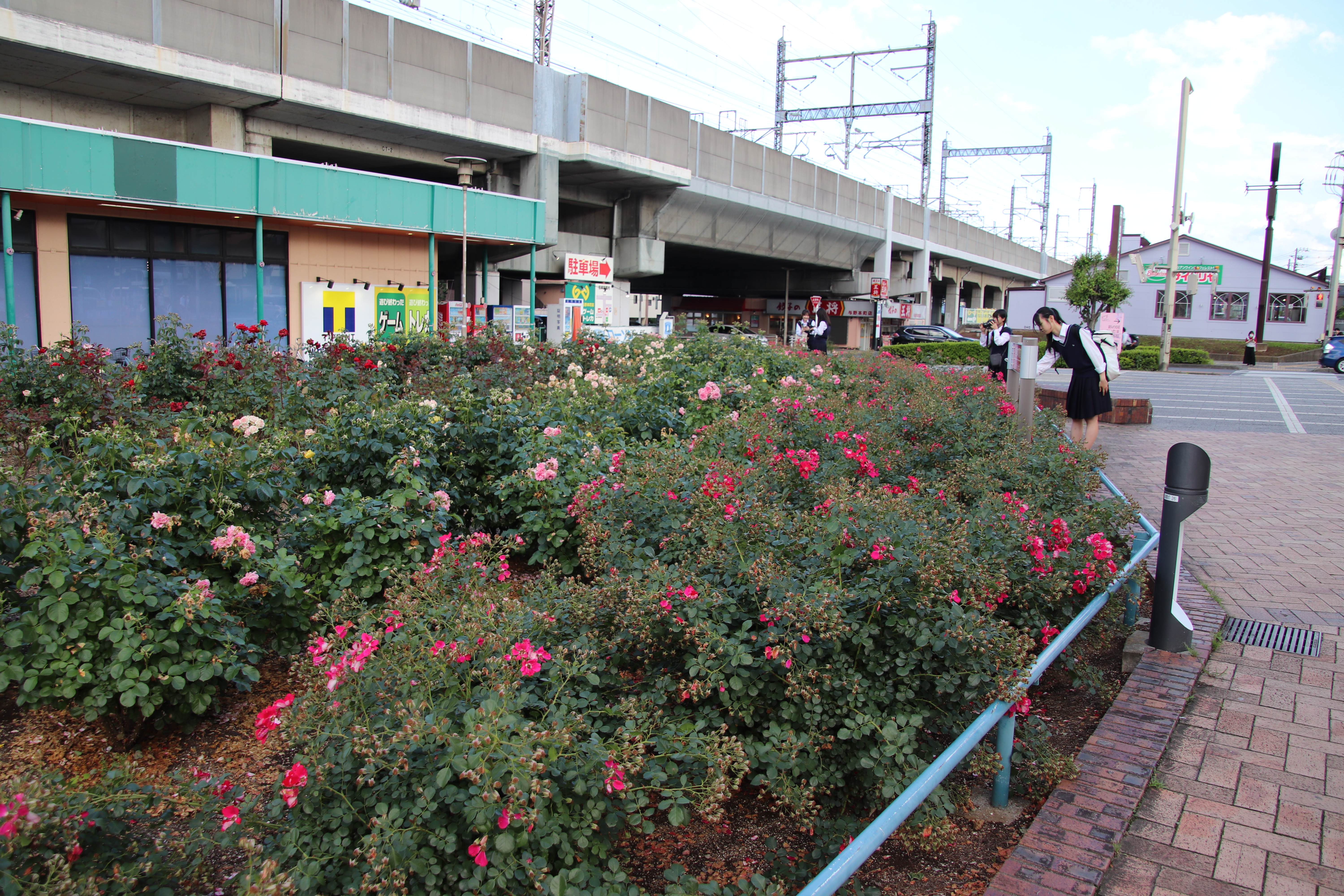 バラの花の撮影