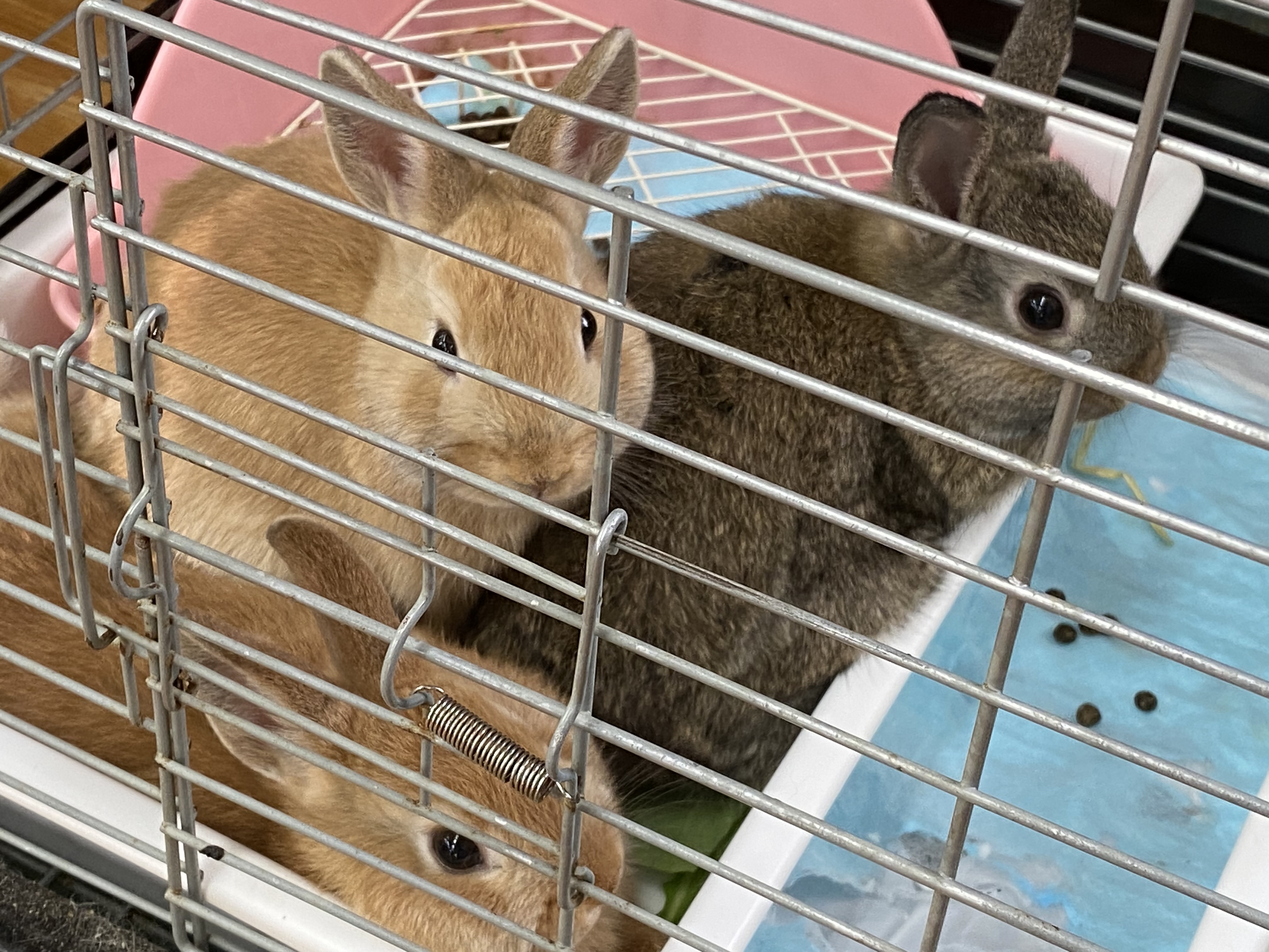 今年誕生したウサギ