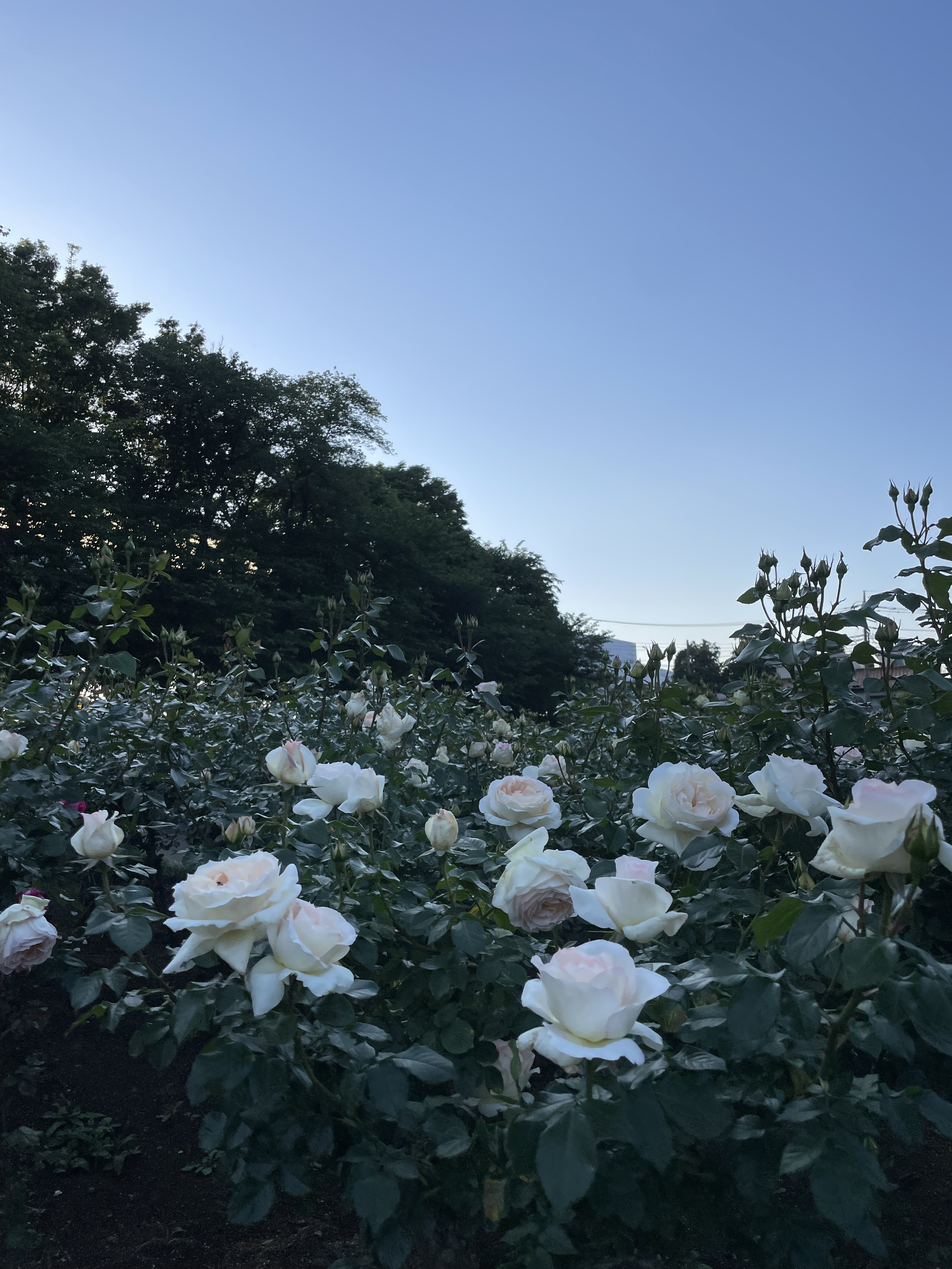 優秀賞『夢と影』
