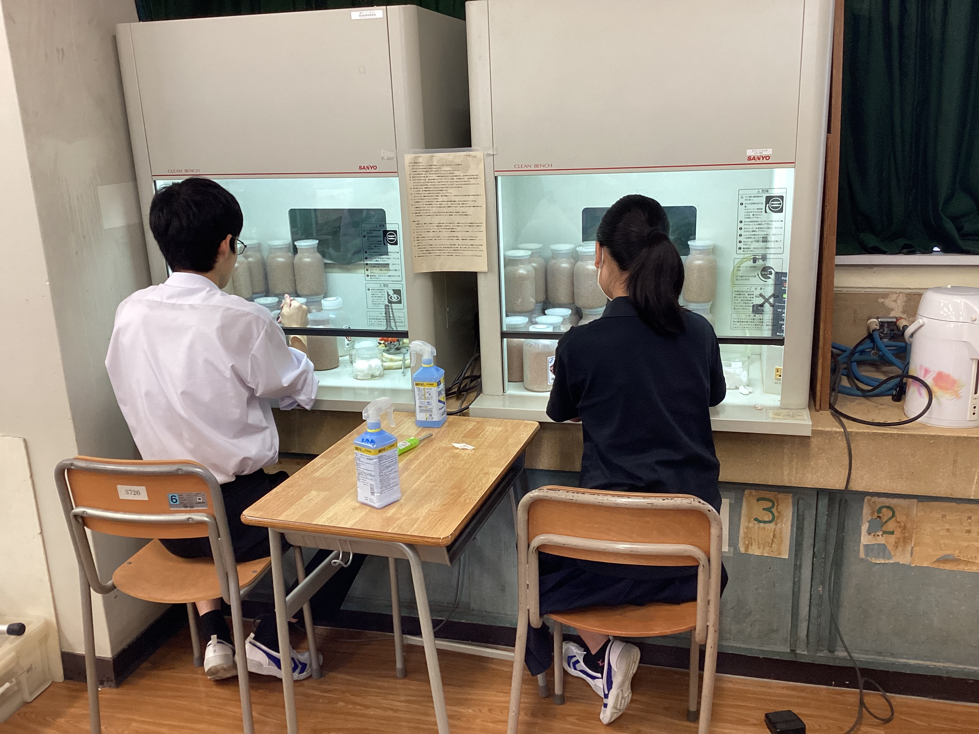 クリーンベンチにて植菌中です。