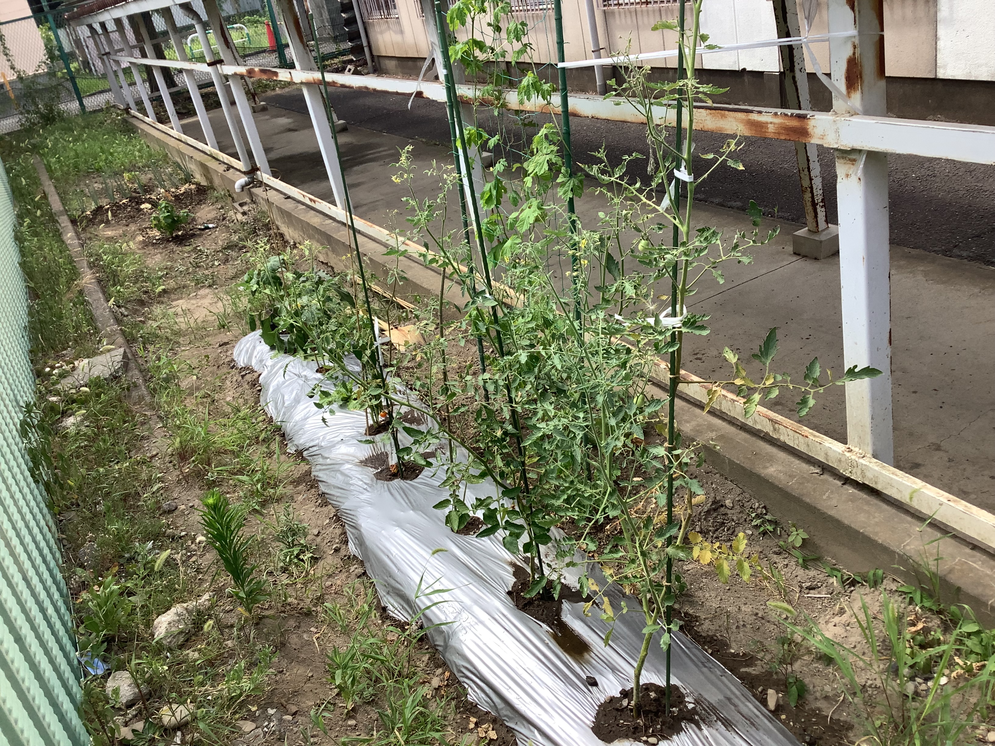 トマトが育ってます。
