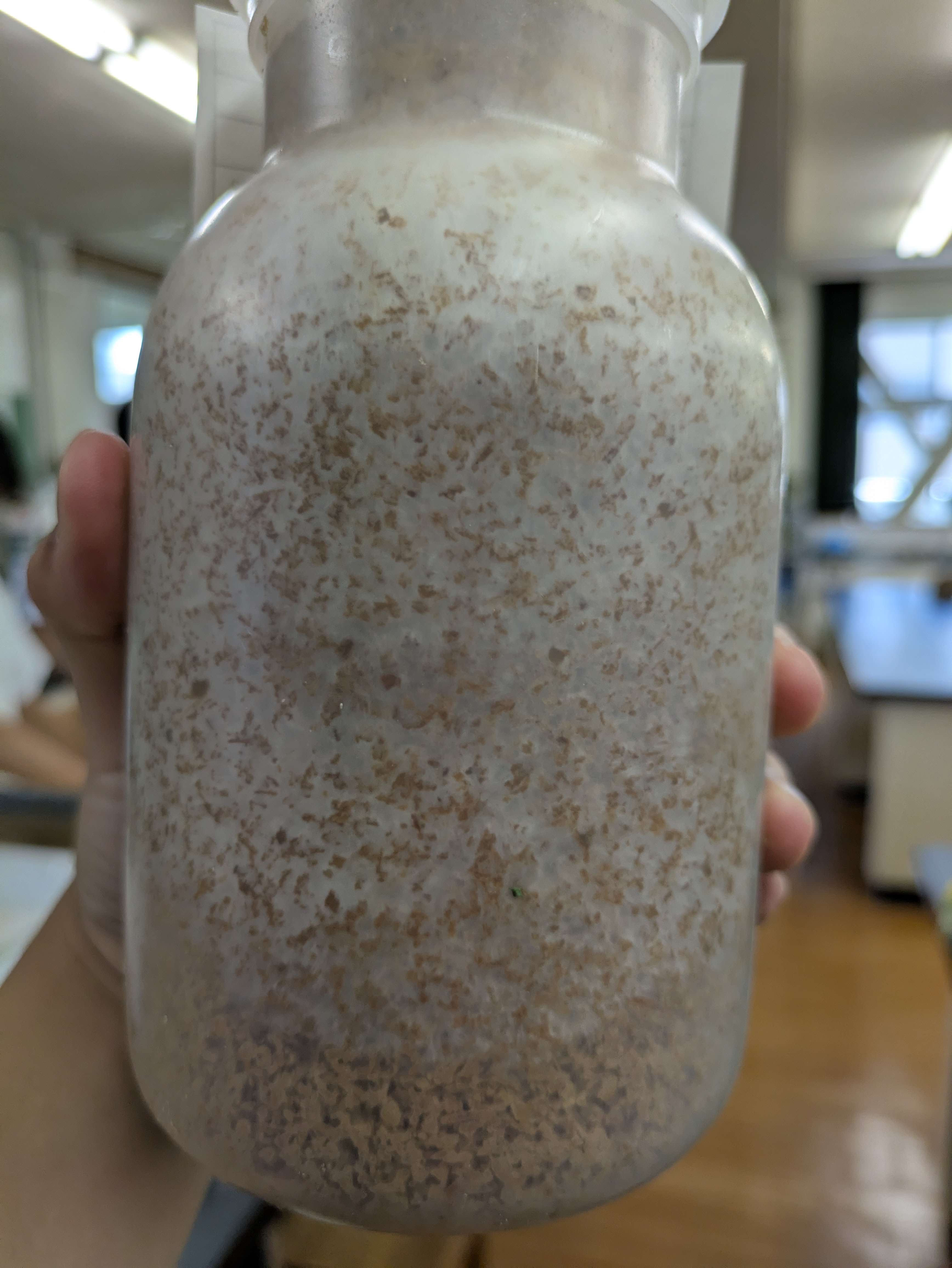 良い感じに菌糸がまわってきました。