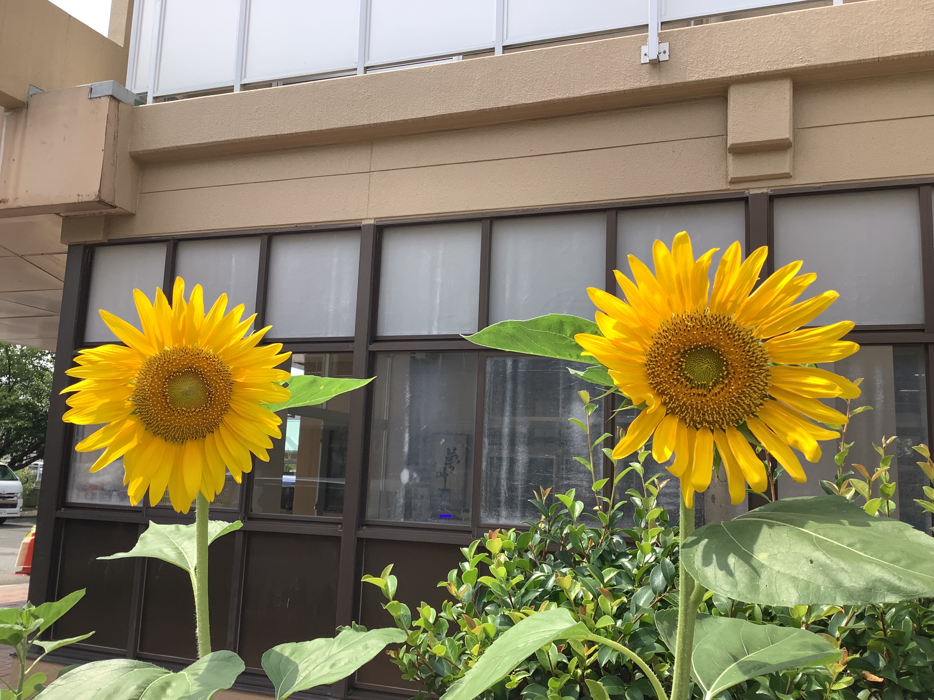 “ど根性ひまわり”　咲きました！