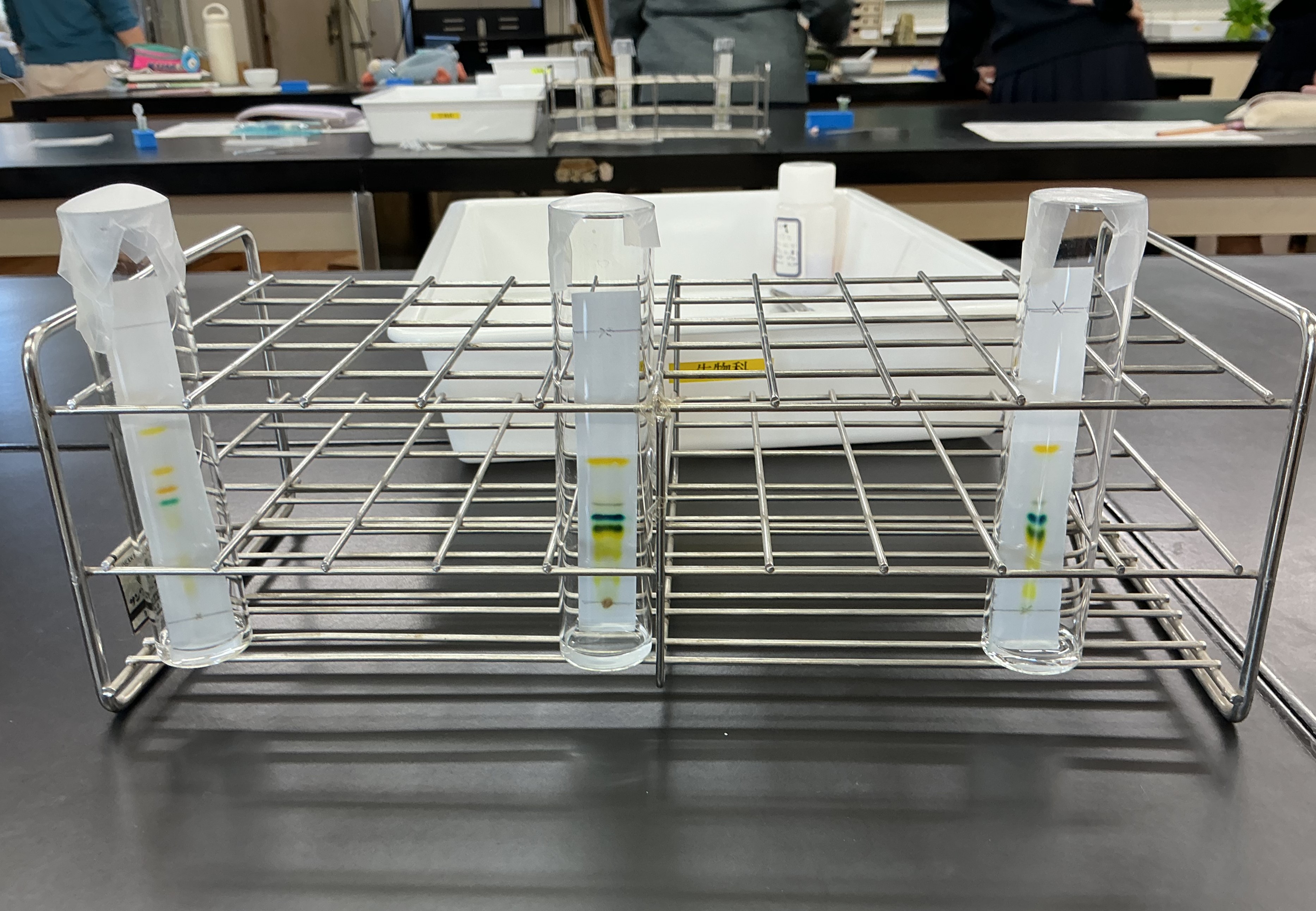 3年次 生物「植物の光合成色素」
