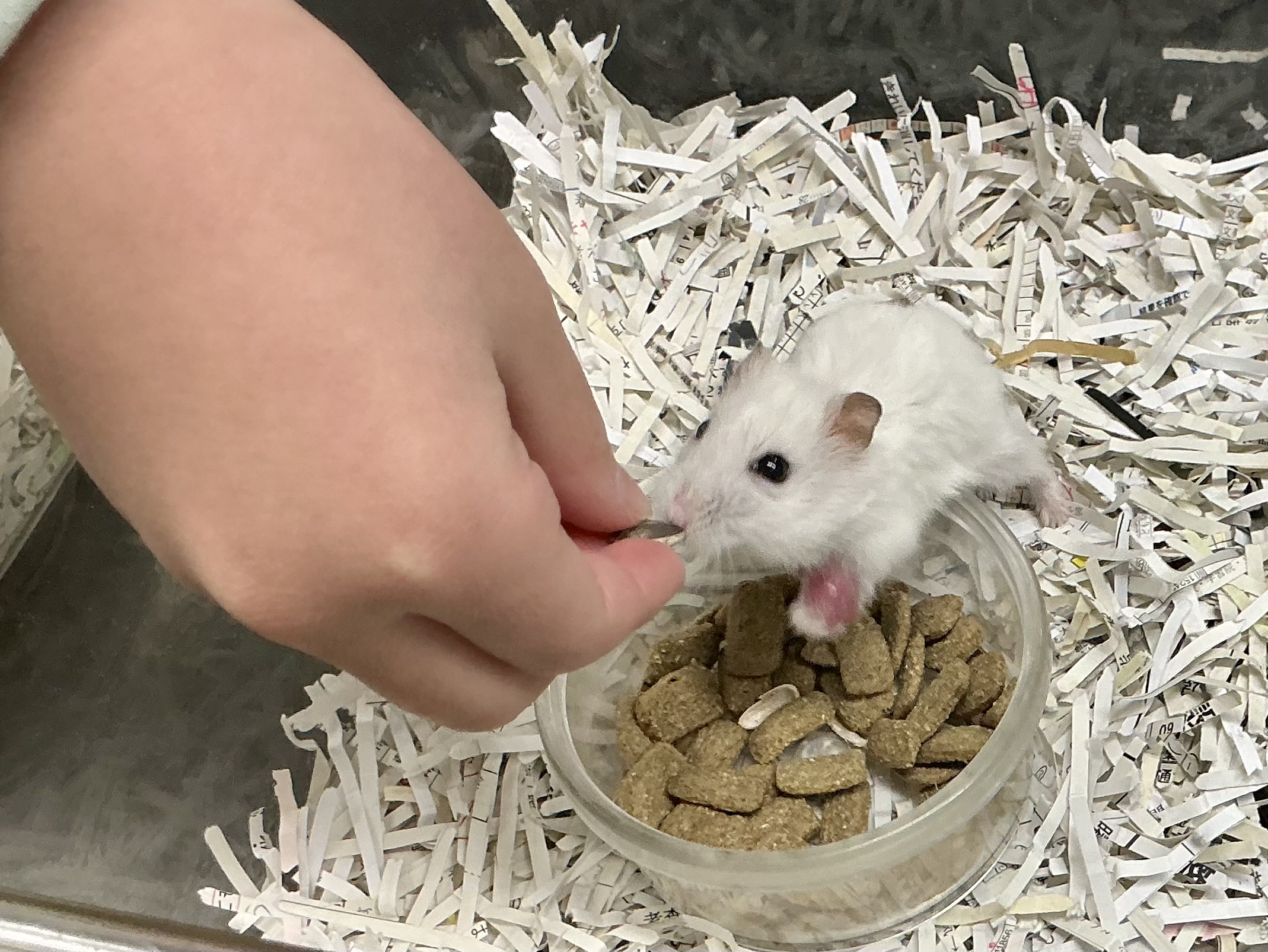 生物部 辻小チャレンジスクール