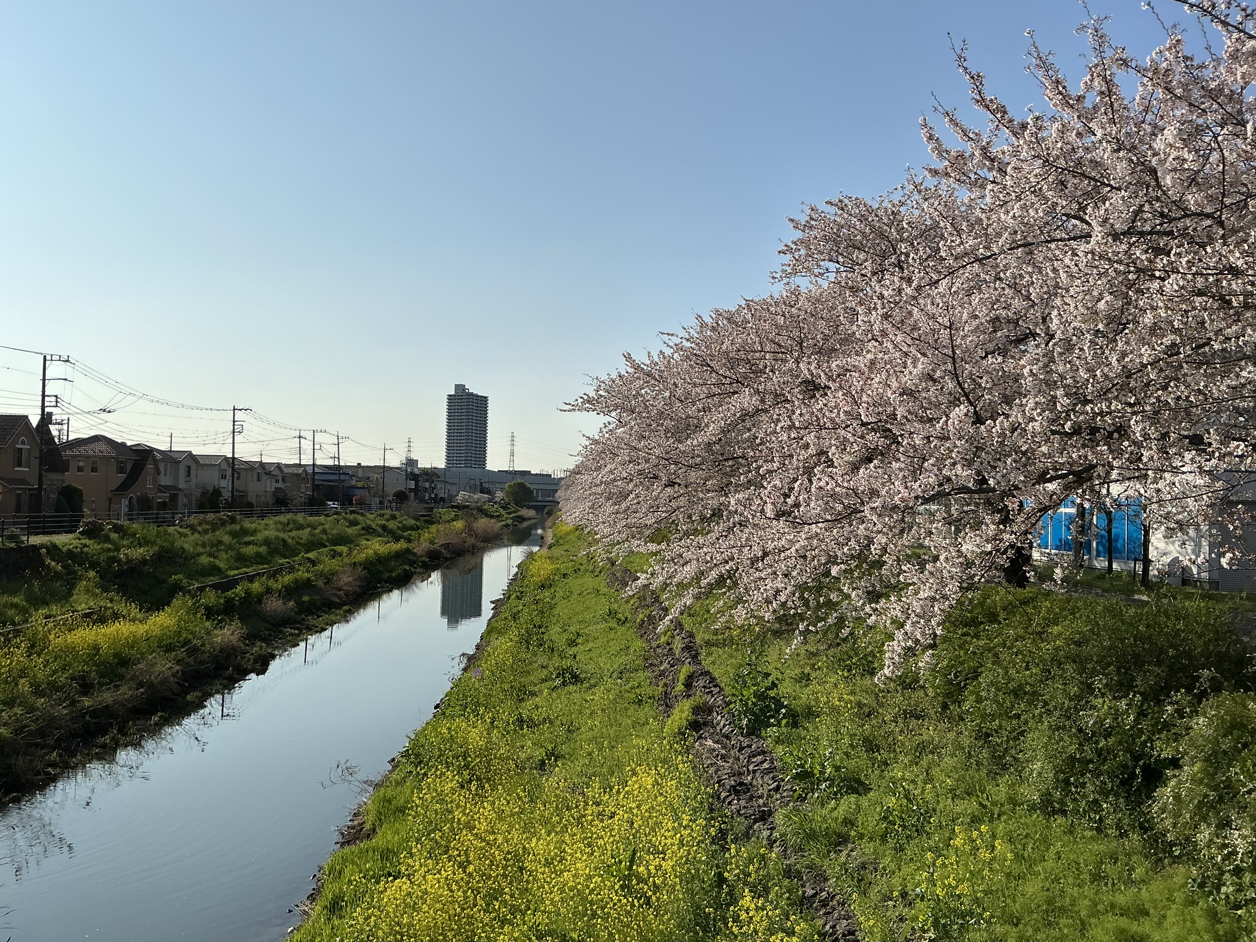 「水辺公園橋」からの笹目川と桜