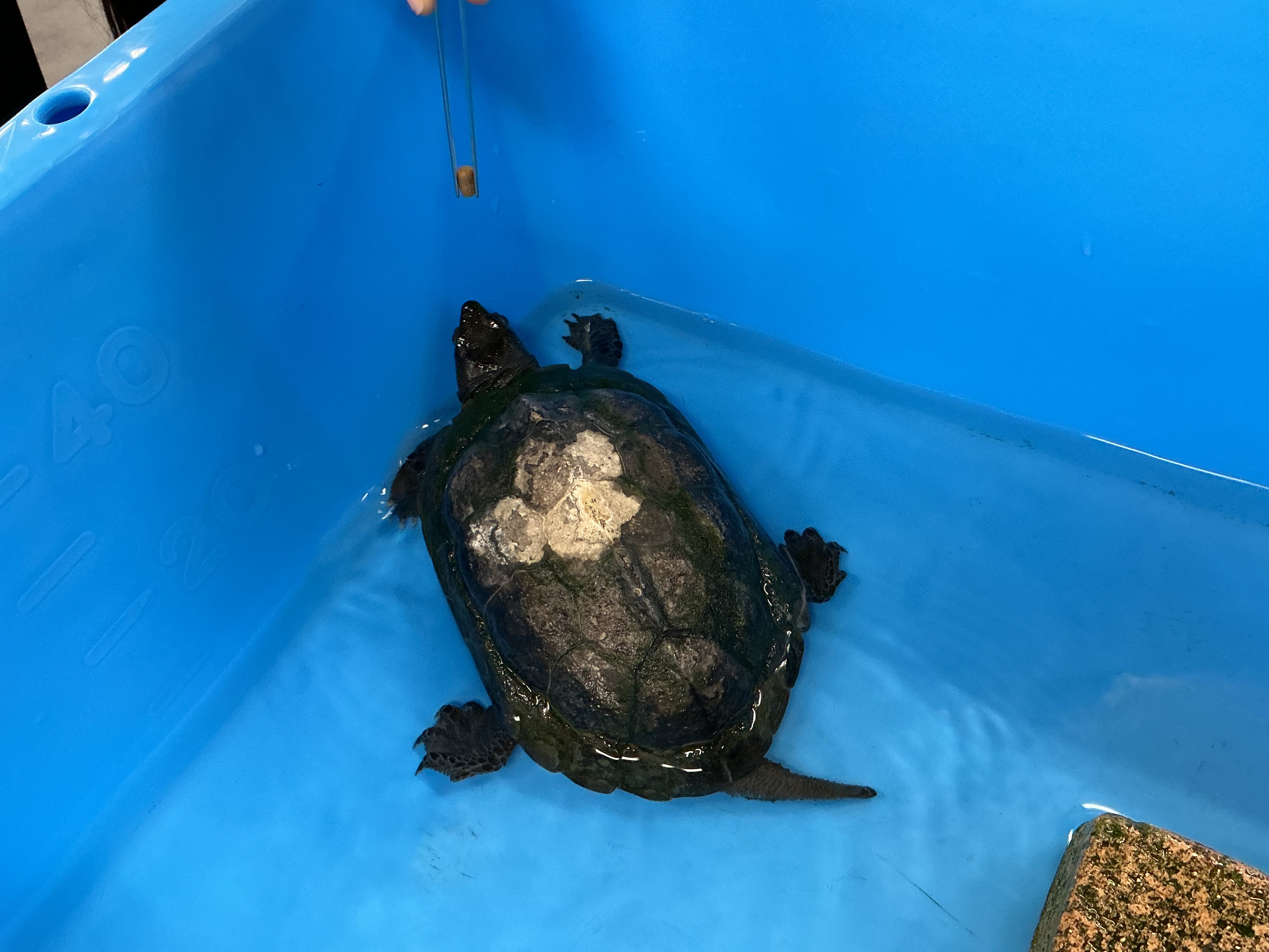 生物部 辻小チャレンジスクール