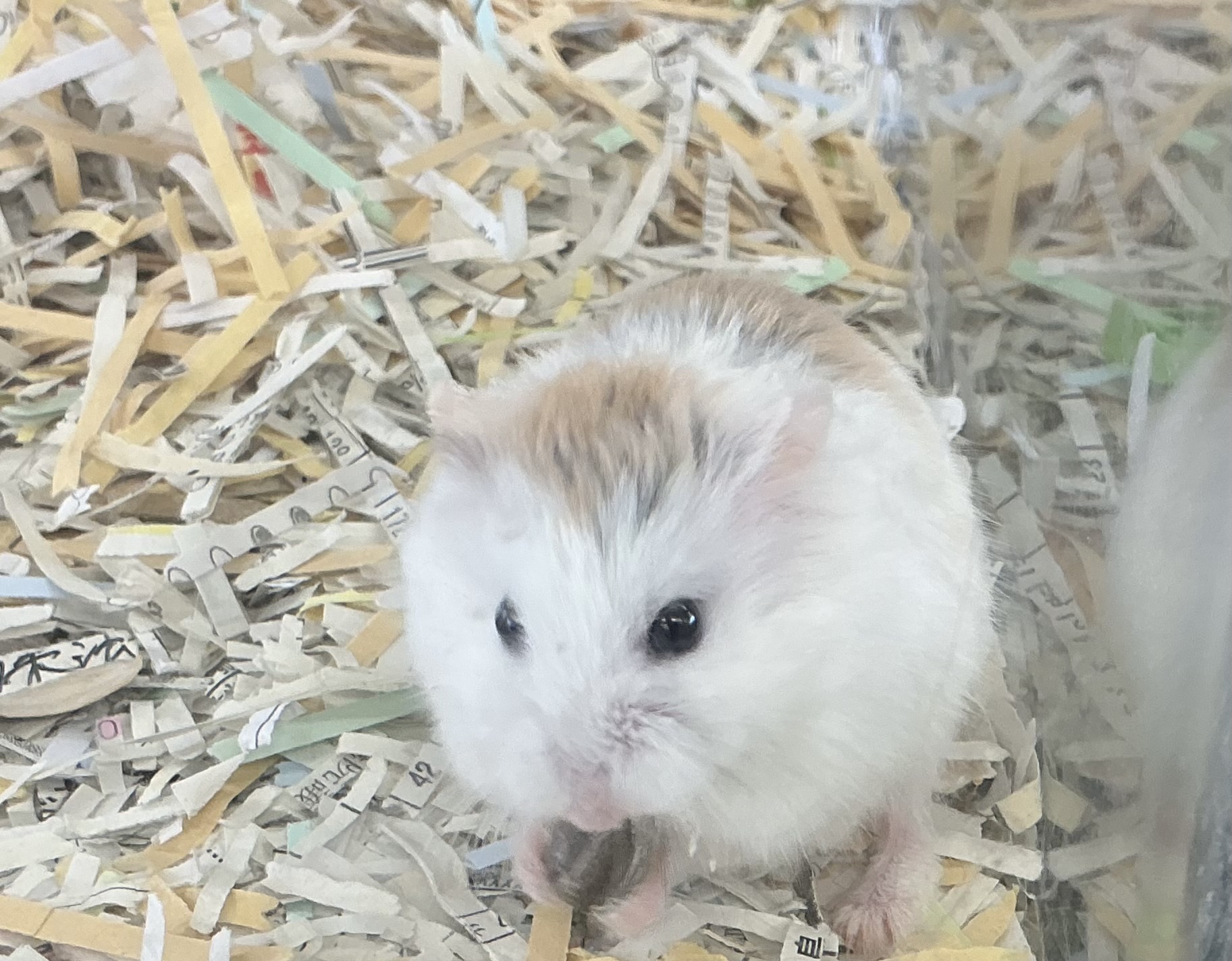 つぶきちくん