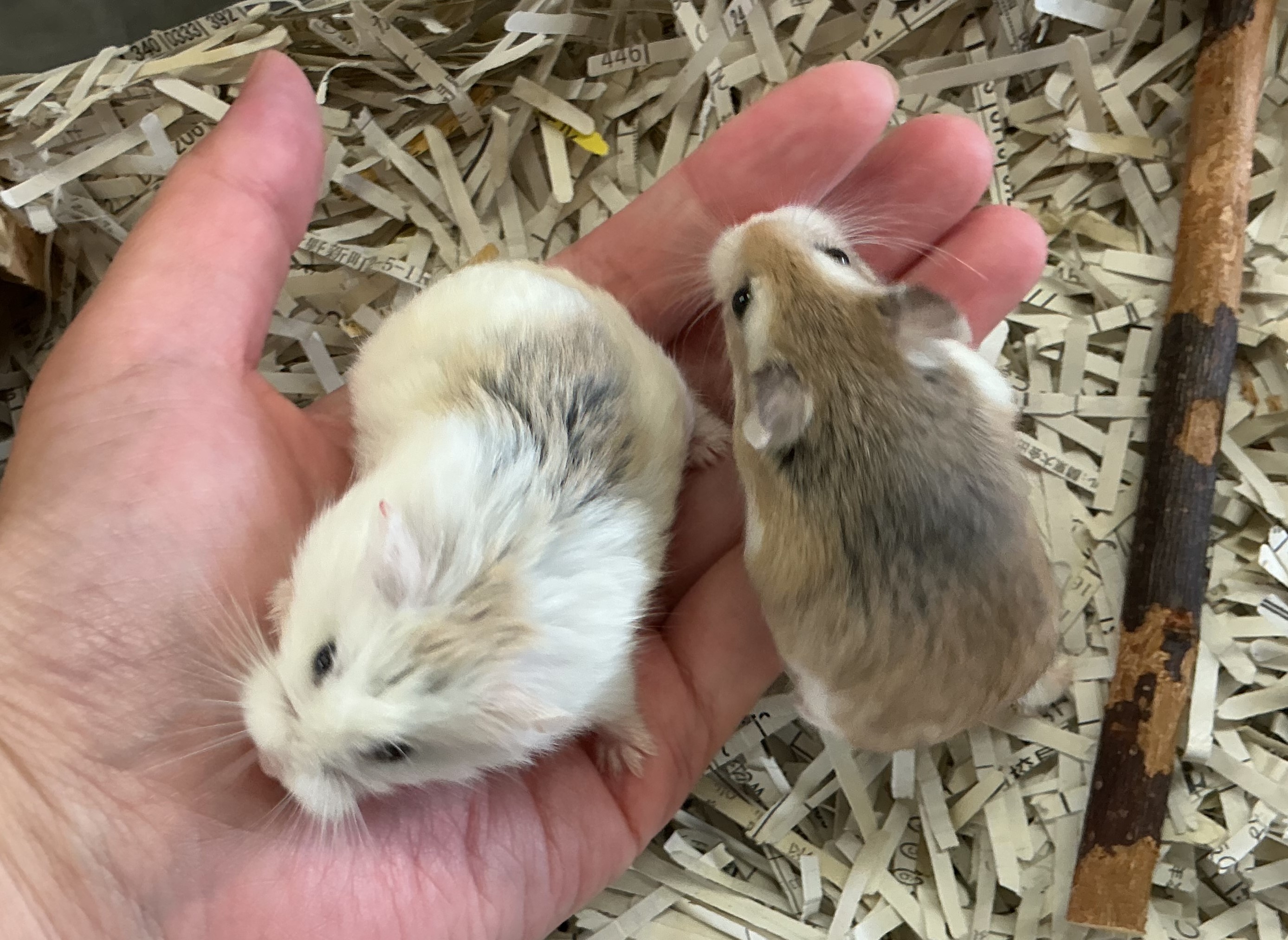 お手乗りしてくれます…