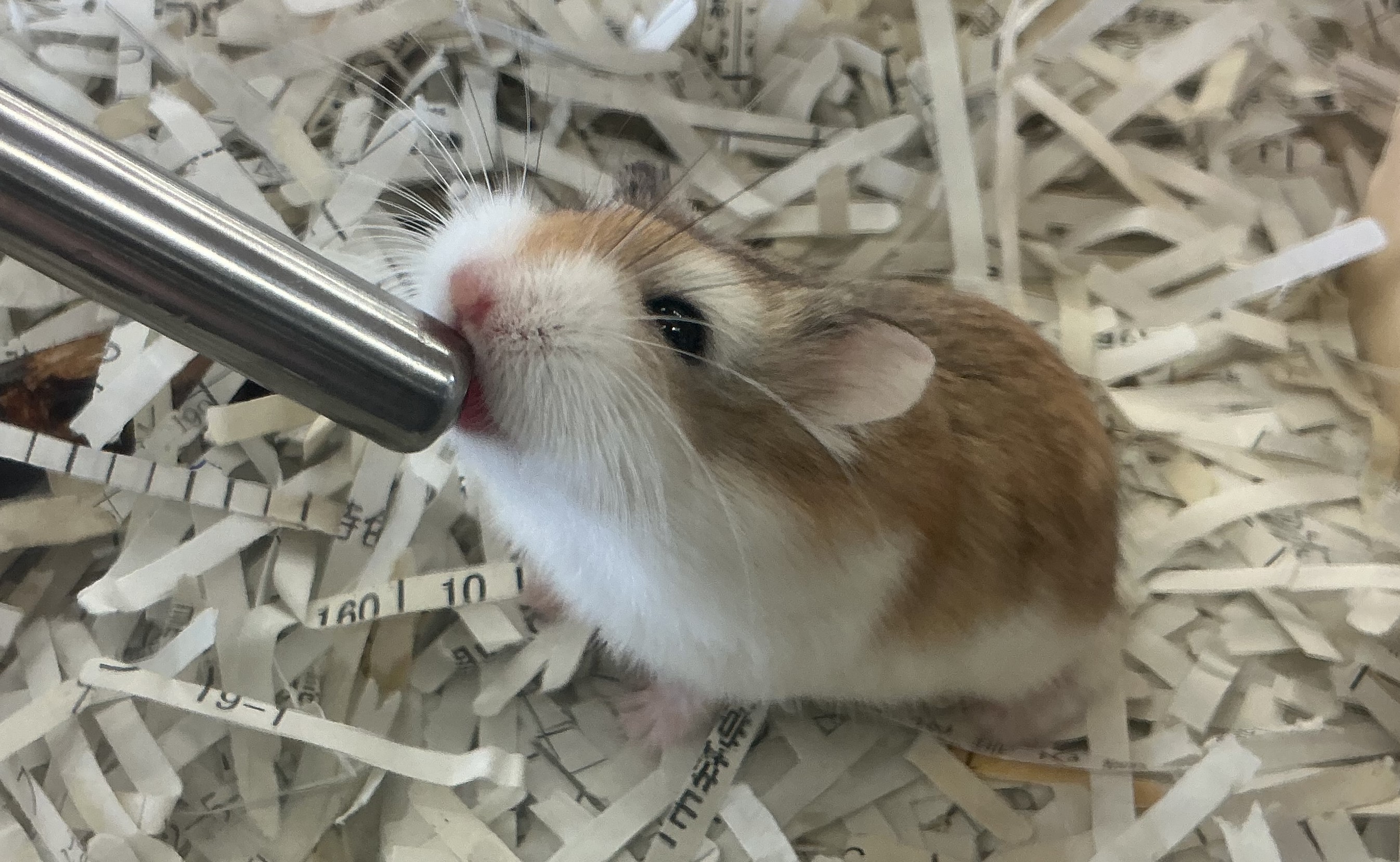 しずえちゃん
