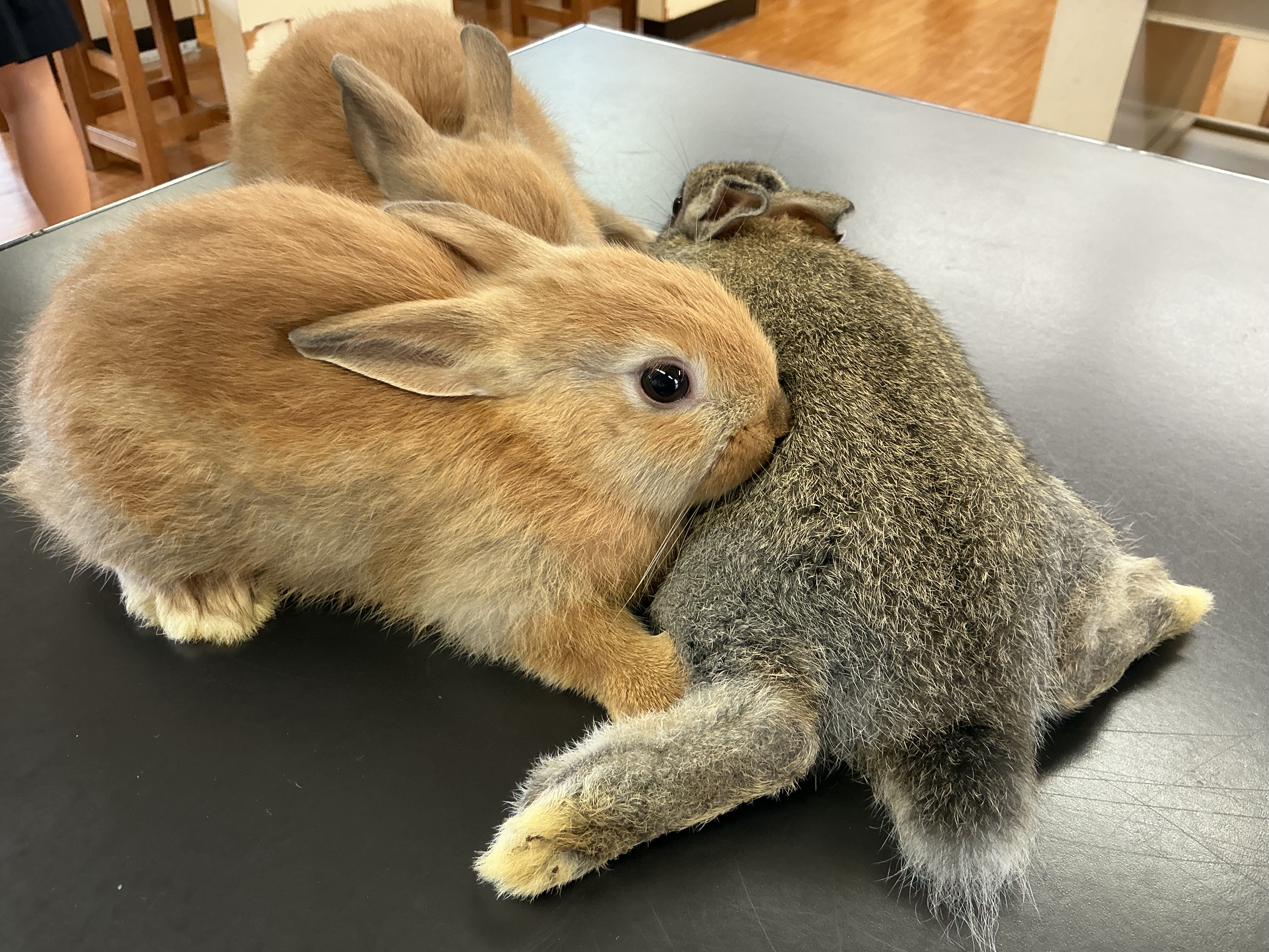 毛づくろいしてます！
