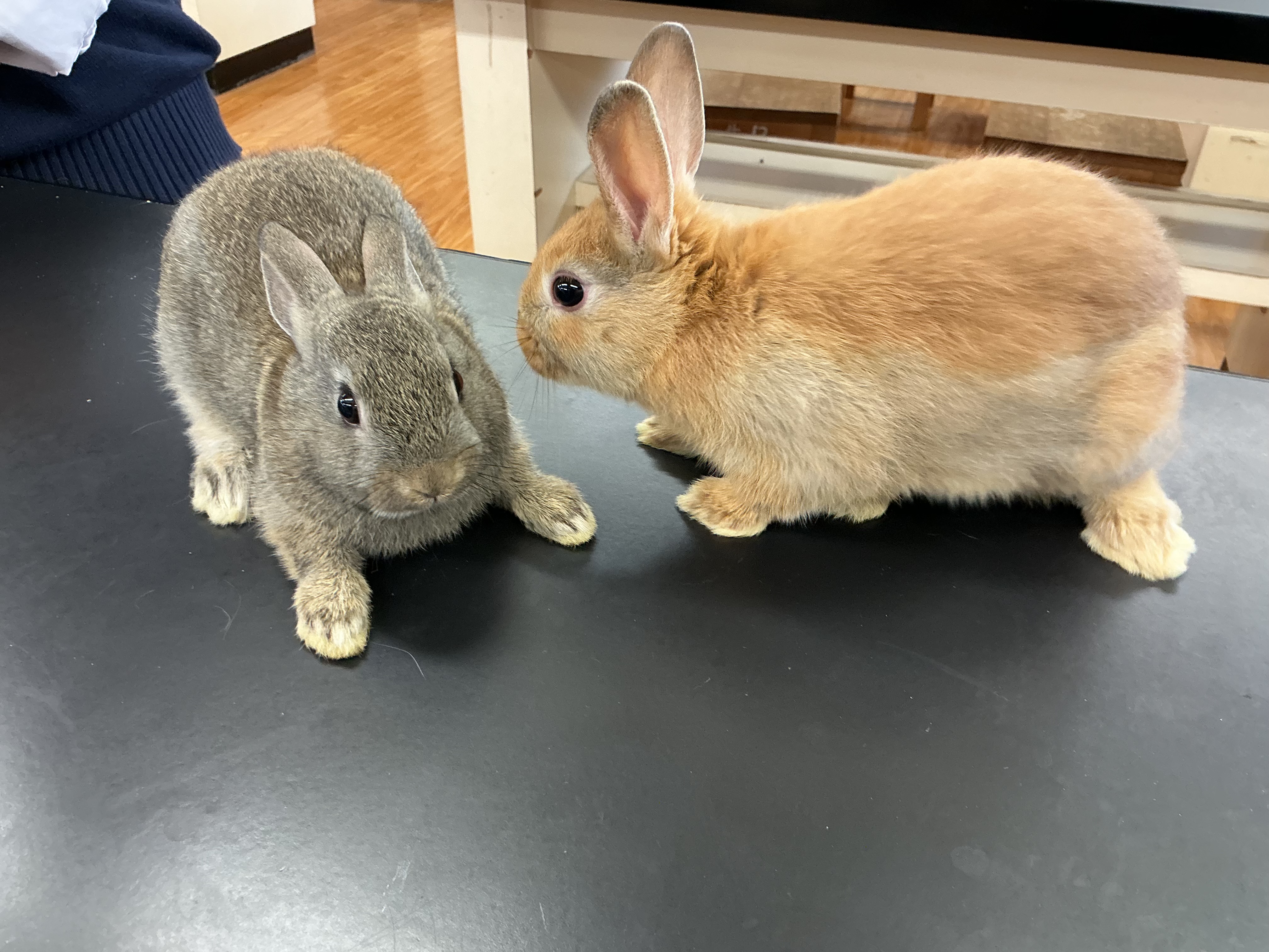 耳がピンとしてきました！