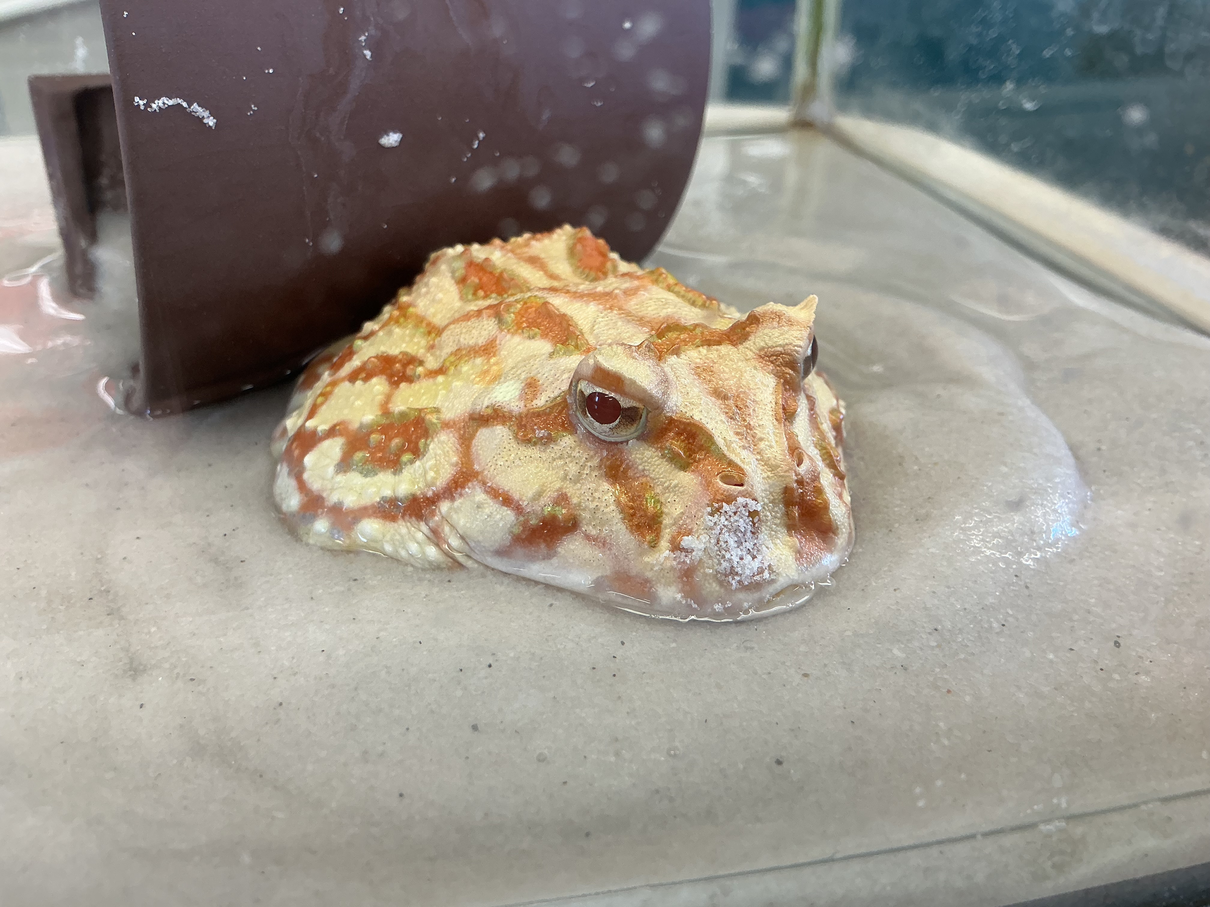 じっとするツノガエル