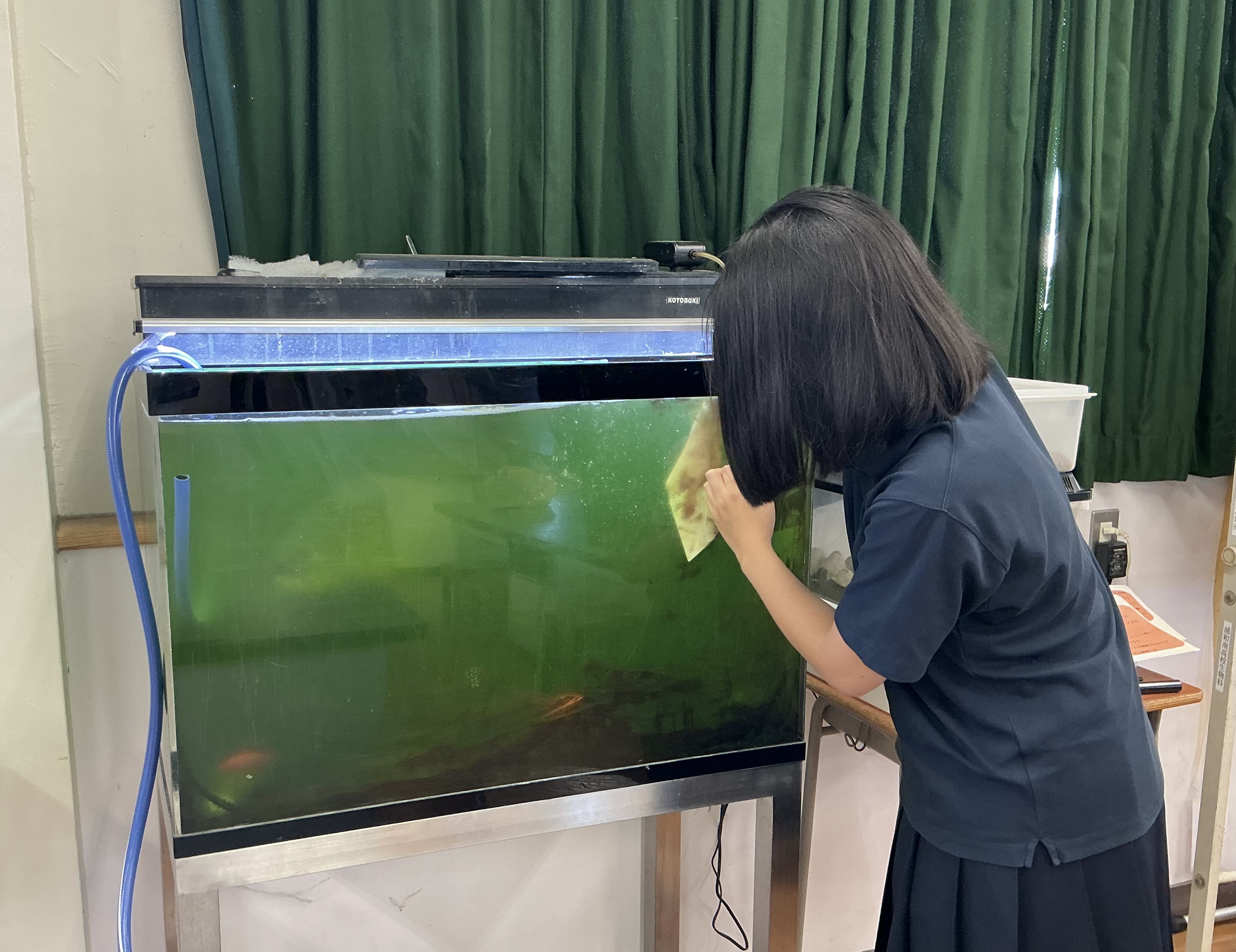 水槽の掃除