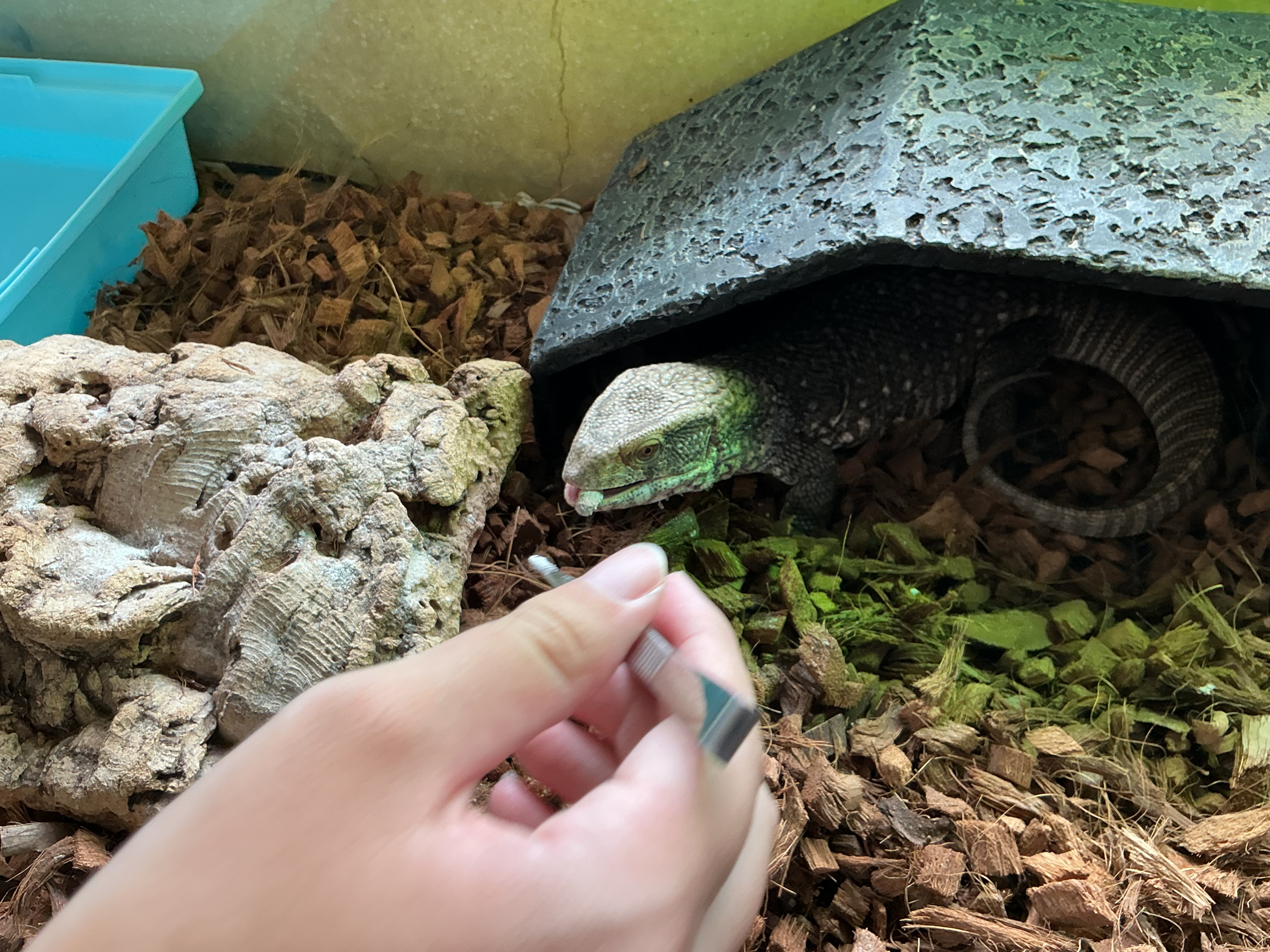 もりもり食べます!