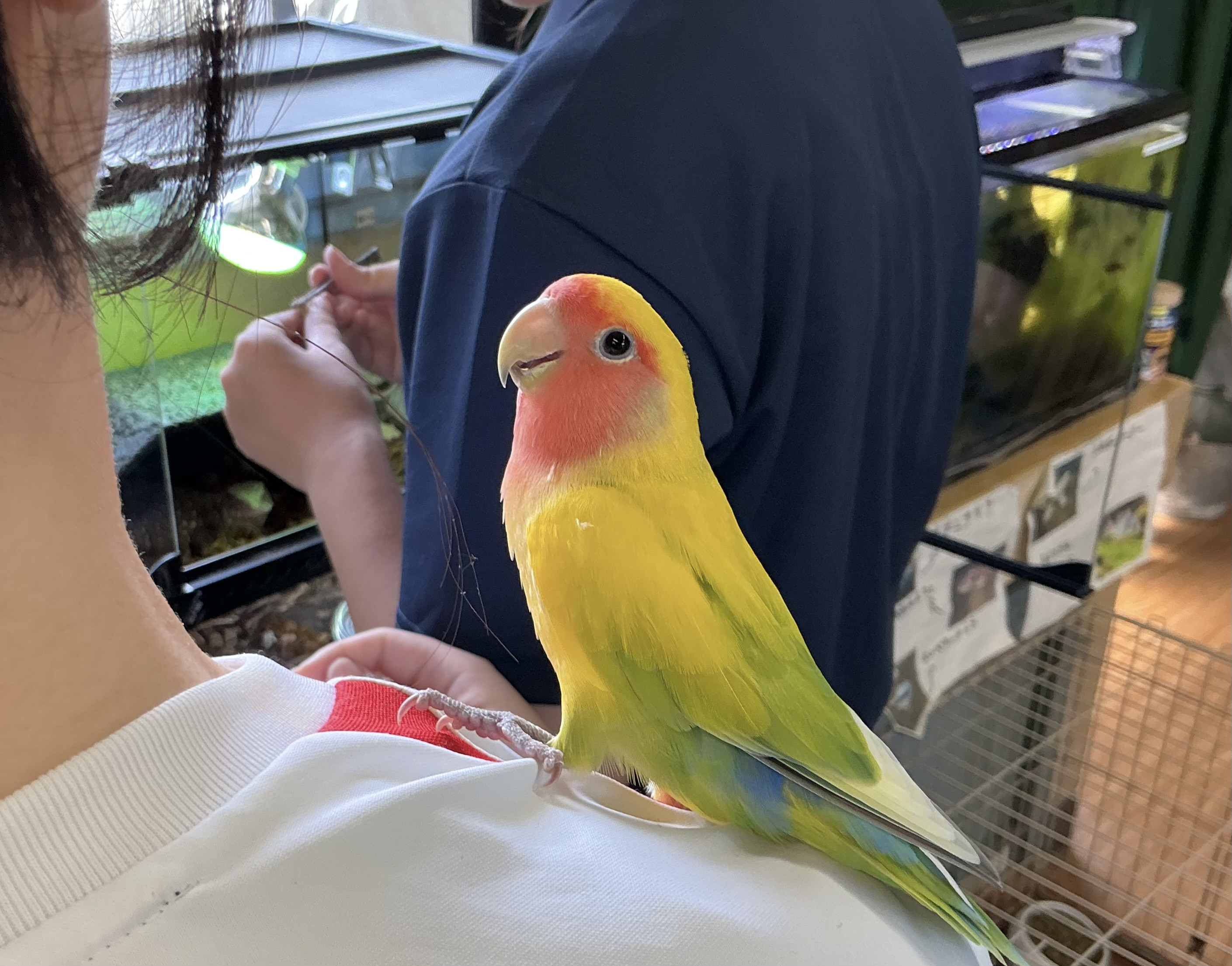 部員の肩の上が大好きなぴーちゃん