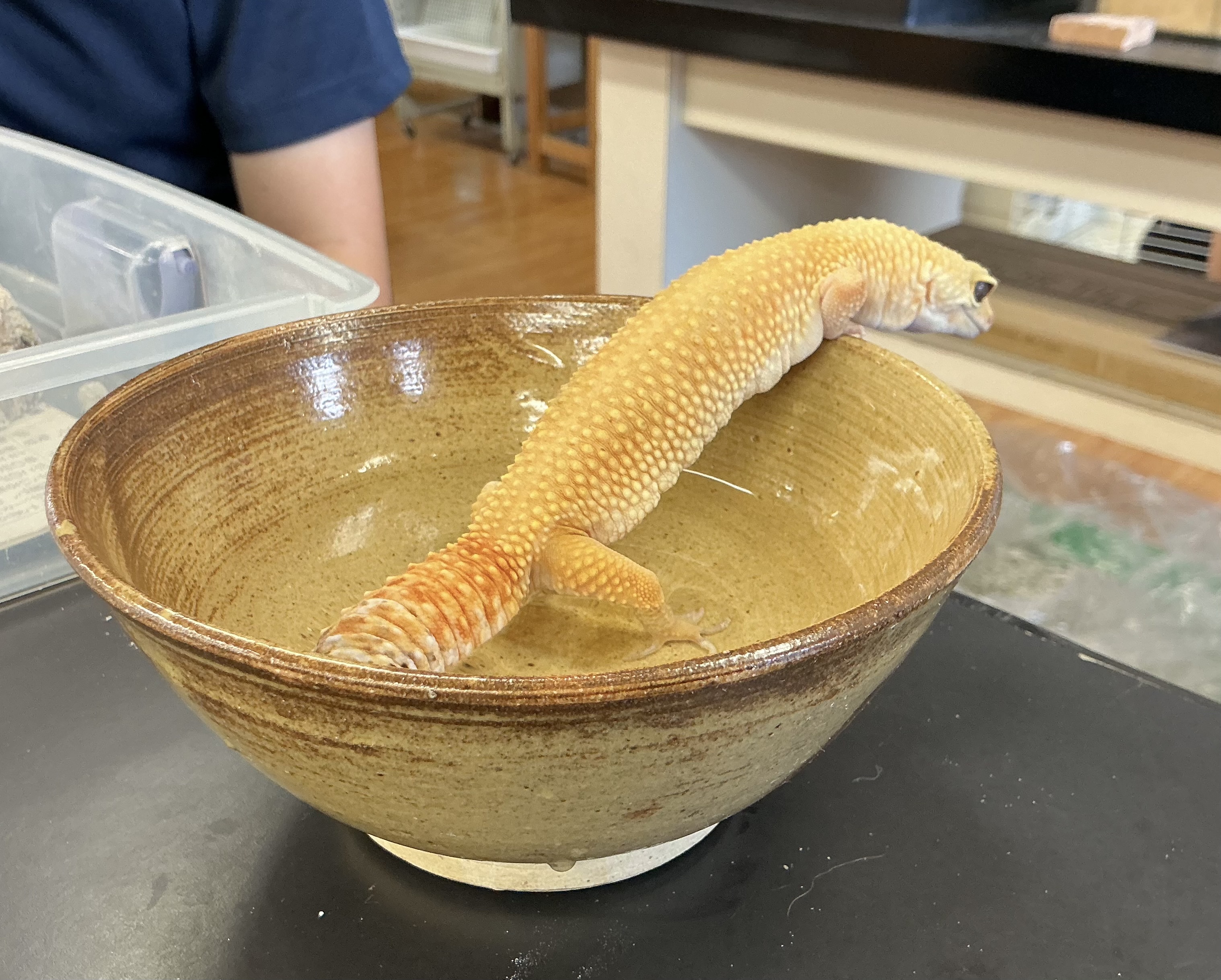 お風呂タイムのレオパ