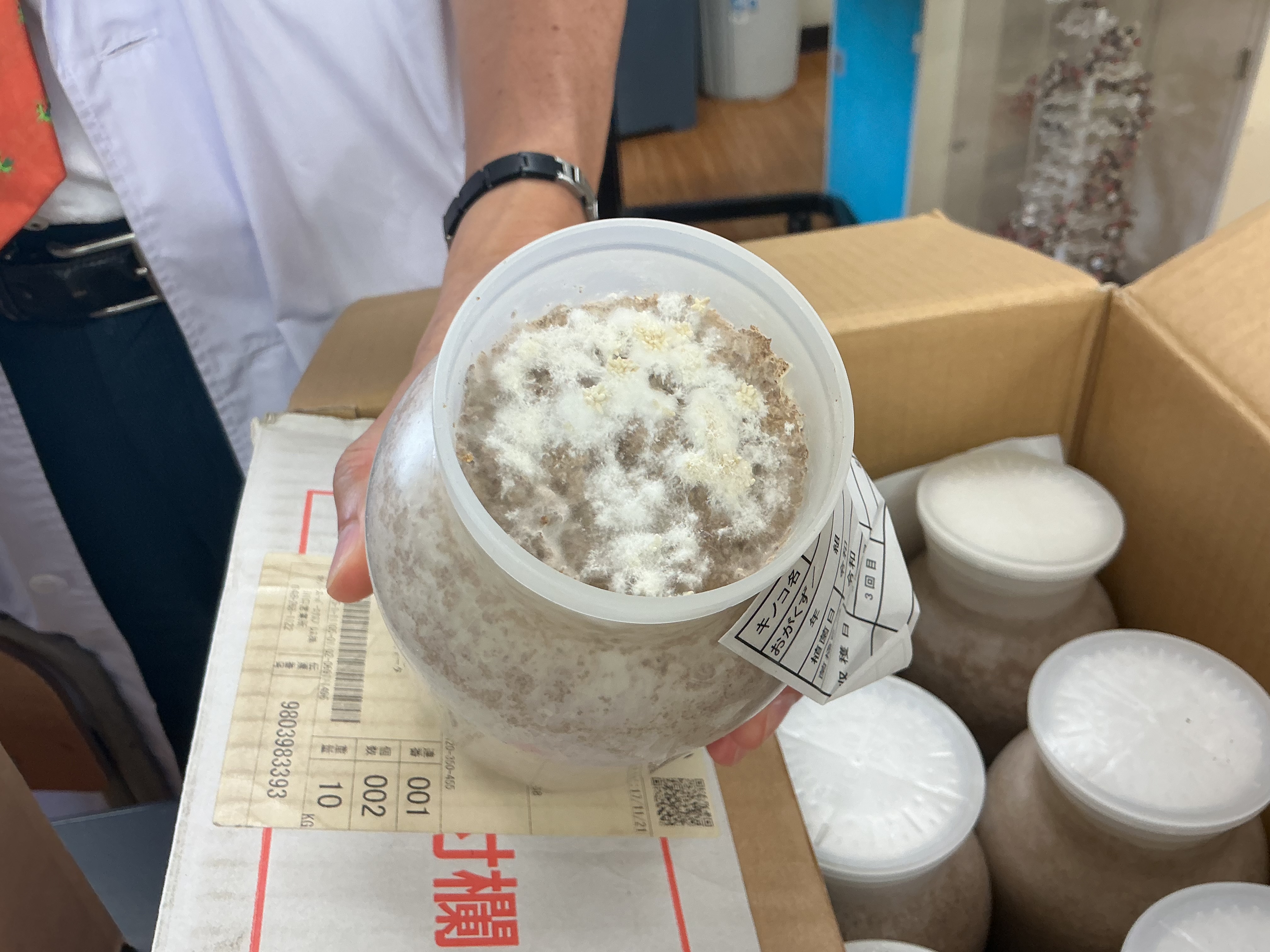 小さいですが表面にキノコが!