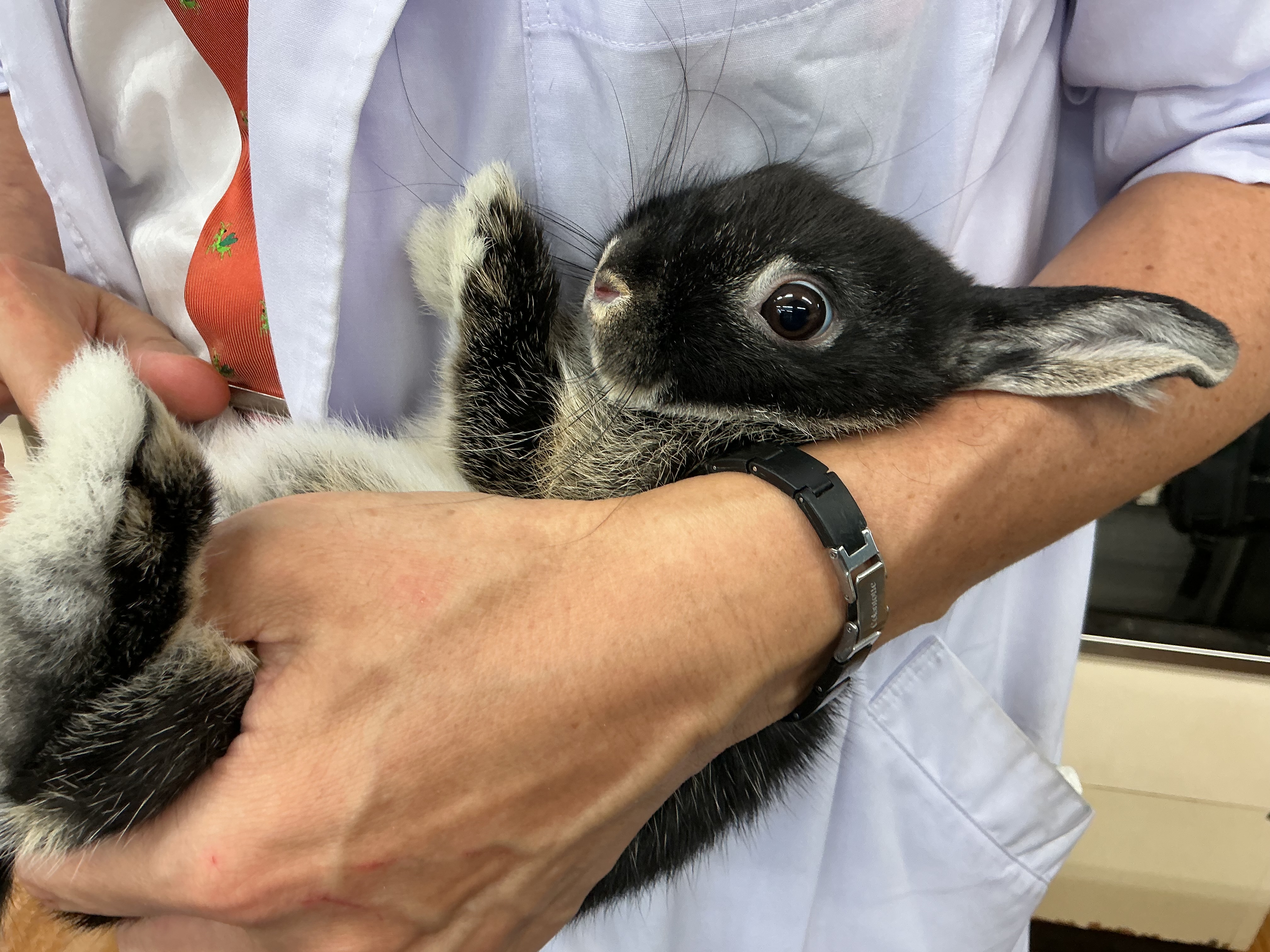 子ウサギの性別は果たして…?!