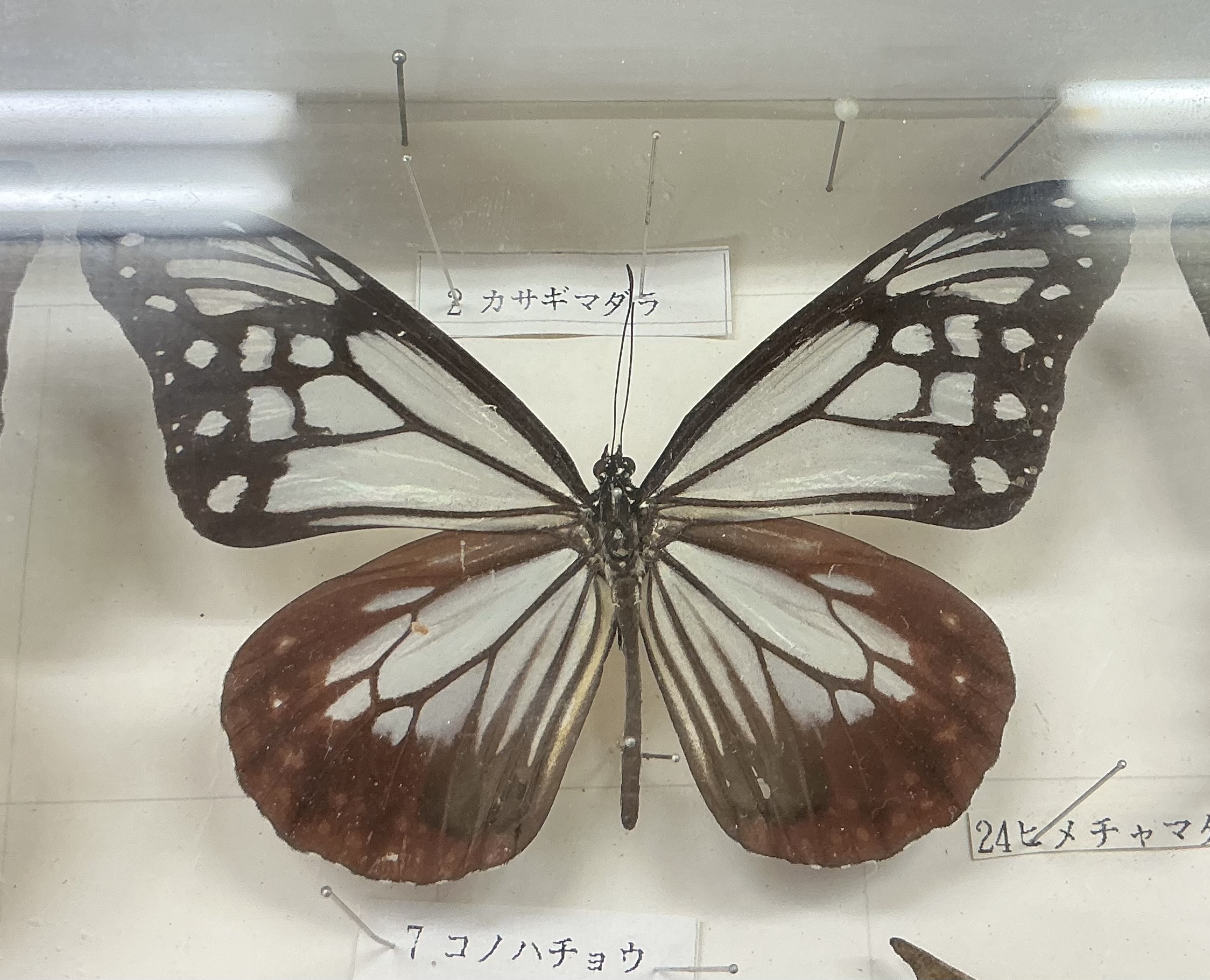 旅をする蝶「アサギマダラ」