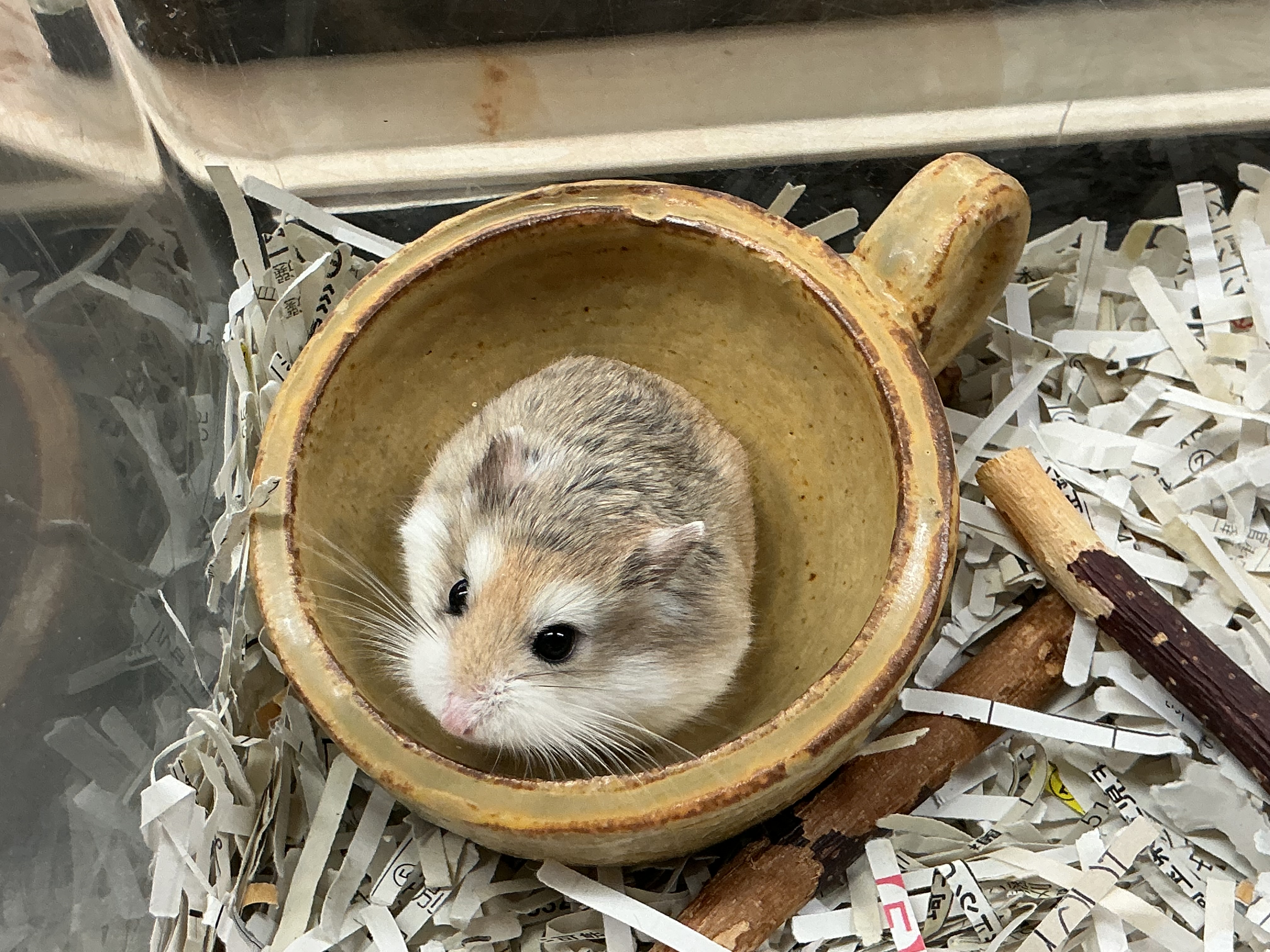 陶芸部の器がお気に入りのしずえちゃん