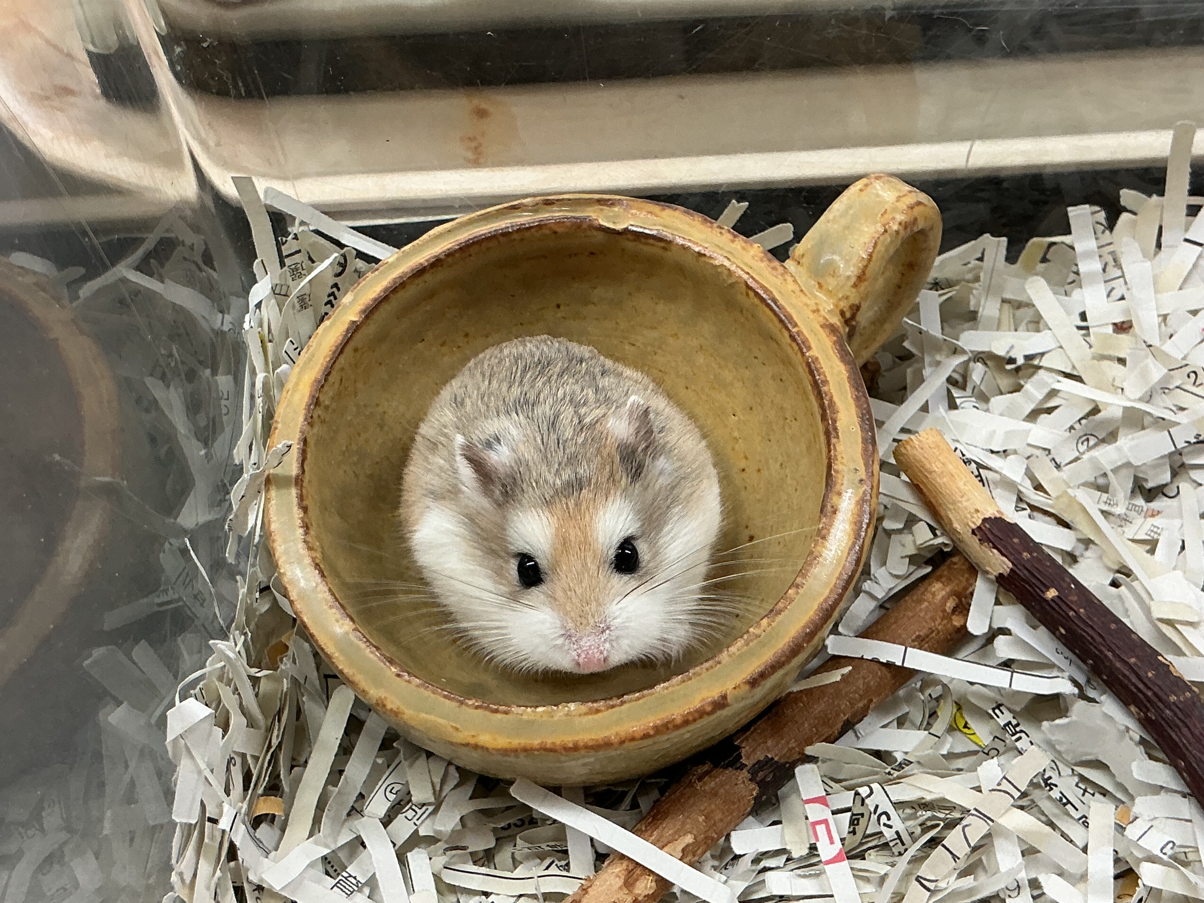 陶芸部　展示会のお知らせ