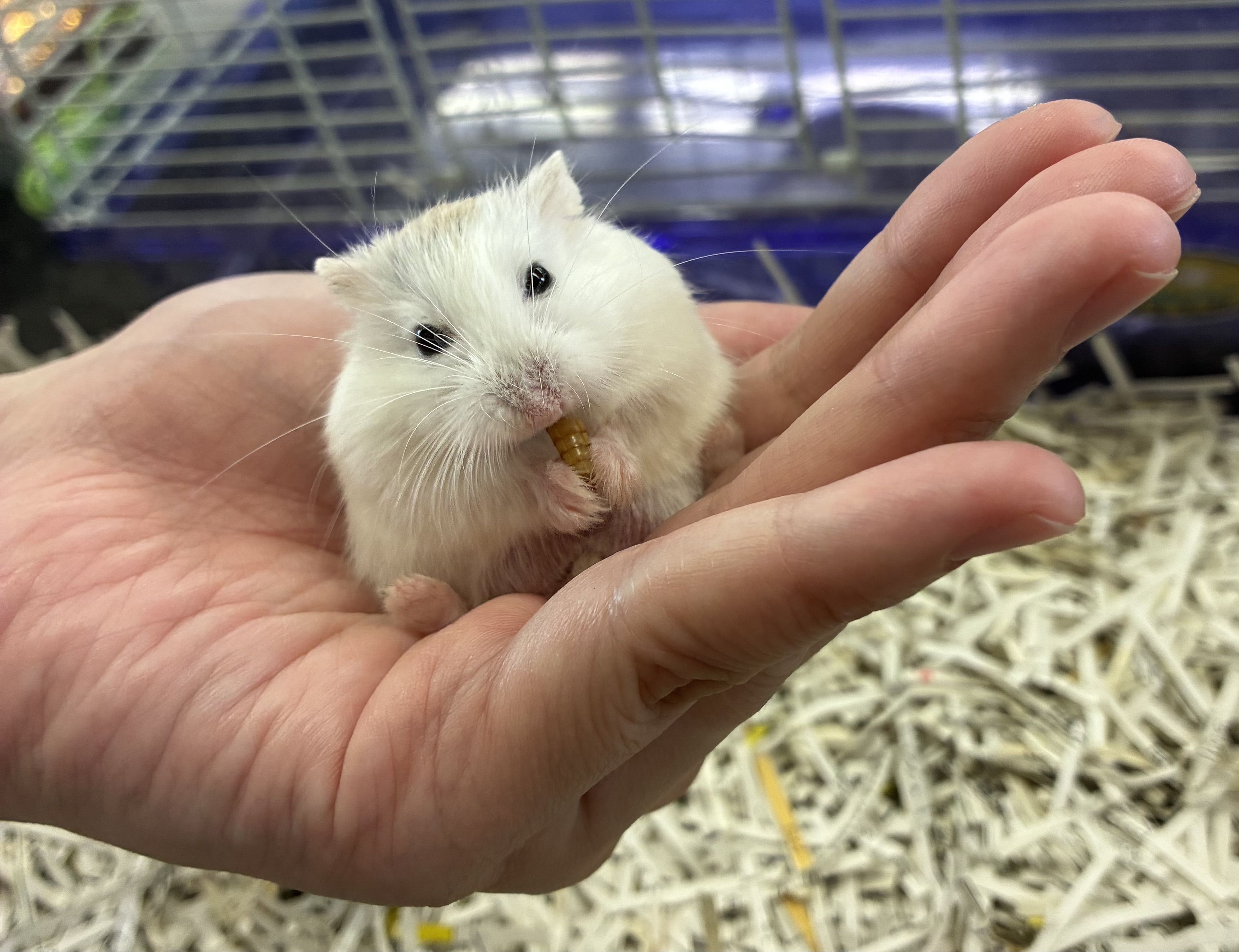 まめきちくんはおやつタイム!